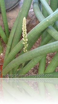 Bunga Sansevieria Cylindrica “Skyline”